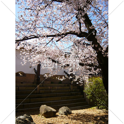 お花見日和の桜の写真 12 画像衆 デザインを簡単レベルアップ 写真 模様 イラストのダウンロードサイト お花見日和の桜の写真 12 画像衆 デザインを簡単レベルアップ 写真 模様 イラストのダウンロードサイト