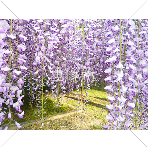 きれいな紫色の藤棚の写真 1 画像衆 デザインを簡単レベルアップ 写真 模様 イラストのダウンロードサイト