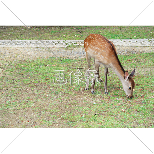 芝生の上で餌を探す鹿 1 の写真 画像衆 デザインを簡単レベルアップ 写真 模様 イラストのダウンロードサイト 芝生の上で餌を探す鹿 1 の写真 画像衆 デザインを簡単レベルアップ 写真 模様 イラストのダウンロードサイト