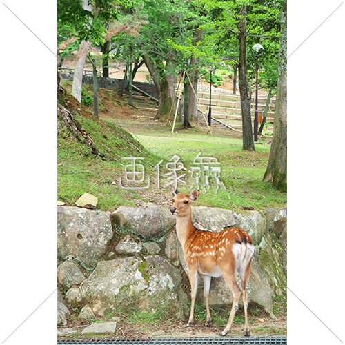 ポージングをする鹿の写真素材 画像衆 デザインを簡単レベルアップ 写真 模様 イラストのダウンロードサイト