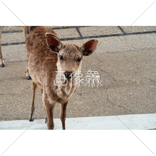 餌を催促する鹿の写真 画像衆 デザインを簡単レベルアップ 写真 模様 イラストのダウンロードサイト