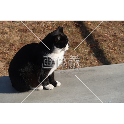 そっぽを向いている猫の写真素材 画像衆 デザインを簡単レベルアップ 写真 模様 イラストのダウンロードサイト