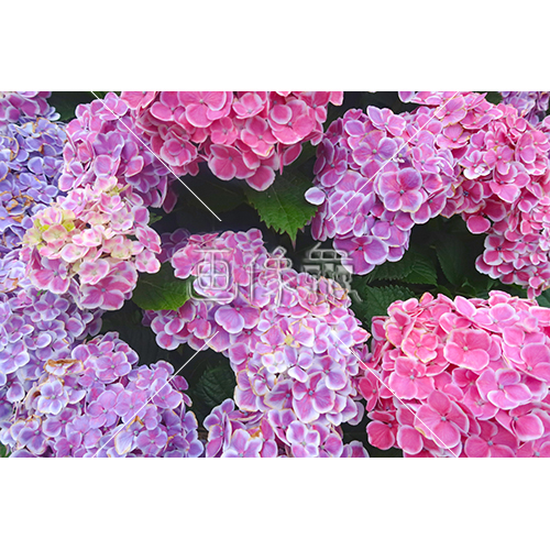 いろんな品種の紫陽花の写真素材 1 画像衆 デザインを簡単レベルアップ 写真 模様 イラストのダウンロードサイト