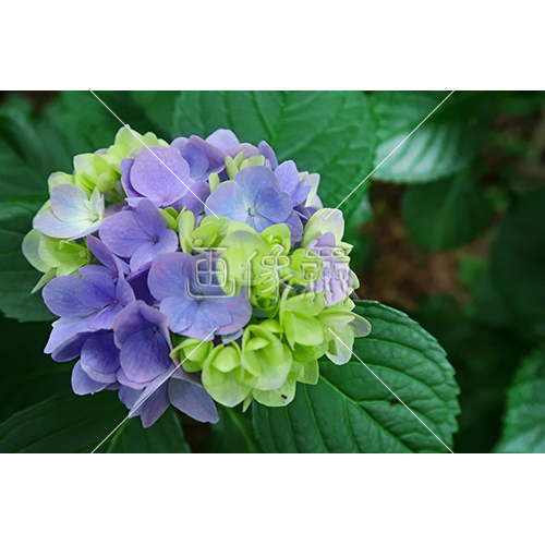 いろんな品種の紫陽花の写真素材 6 画像衆 デザインを簡単レベルアップ 写真 模様 イラストのダウンロードサイト
