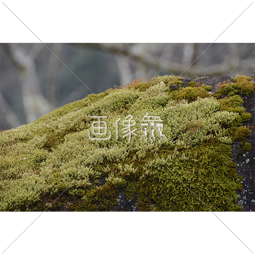 岩に生えた苔の写真素材 画像衆 デザインを簡単レベルアップ 写真 模様 イラストのダウンロードサイト