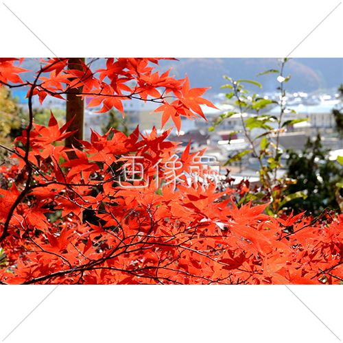 真っ赤な紅葉の写真素材 画像衆 デザインを簡単レベルアップ 写真 模様 イラストのダウンロードサイト