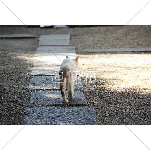 とぼとぼと歩くネコの後ろ姿の写真 画像衆 デザインを簡単レベルアップ 写真 模様 イラストのダウンロードサイト