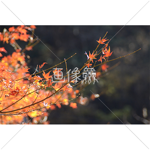 紅葉の写真素材 画像衆 デザインを簡単レベルアップ 写真 模様 イラストのダウンロードサイト