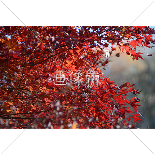 真っ赤に染まった紅葉の写真 画像衆 デザインを簡単レベルアップ 写真 模様 イラストのダウンロードサイト