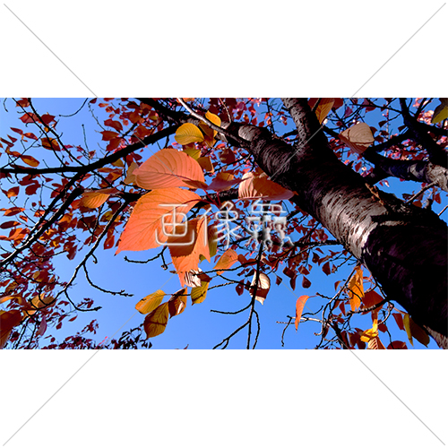 紅葉のアップの写真素材 画像衆 デザインを簡単レベルアップ 写真 模様 イラストのダウンロードサイト