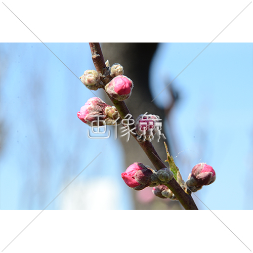 ピンクの梅の花の写真素材 画像衆 デザインを簡単レベルアップ 写真 模様 イラストのダウンロードサイト