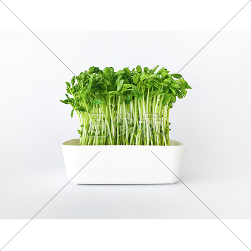 栄養いっぱいの豆苗の写真素材 3 画像衆 デザインを簡単レベルアップ 写真 模様 イラストのダウンロードサイト 栄養いっぱいの豆苗の写真素材 3 画像衆 デザインを簡単レベルアップ 写真 模様 イラストのダウンロードサイト