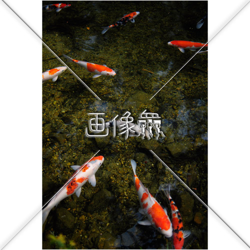 鯉の写真 画像衆 デザインを簡単レベルアップ 写真 模様 イラストのダウンロードサイト