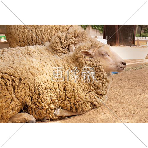 お昼寝する羊の写真素材 画像衆 デザインを簡単レベルアップ 写真 模様 イラストのダウンロードサイト