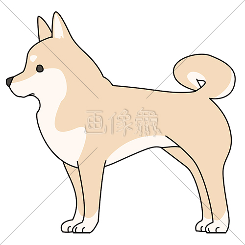 犬 柴犬 のイラスト素材 1 画像衆 デザインを簡単レベルアップ 写真 模様 イラストのダウンロードサイト