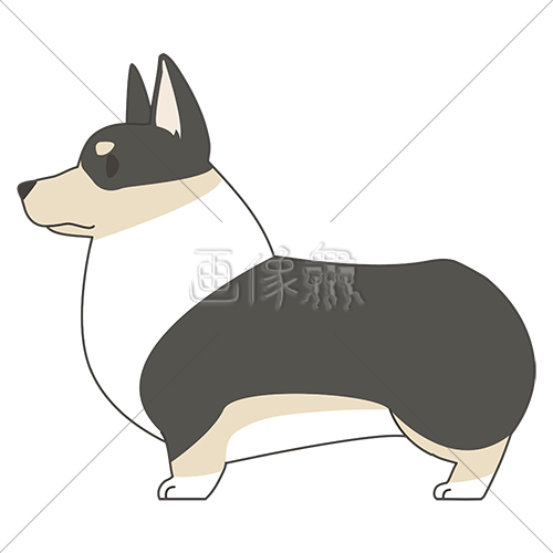 犬 コーギー のイラスト素材 4 画像衆 デザインを簡単レベルアップ 写真 模様 イラストのダウンロードサイト