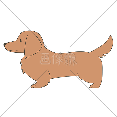 犬 ダックスフンド のイラスト素材 1 画像衆 デザインを簡単レベルアップ 写真 模様 イラストのダウンロードサイト